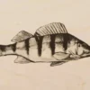 Ahven leikkuulauta