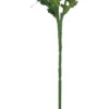 Finnmari Päivänkakkara oksa 60 cm